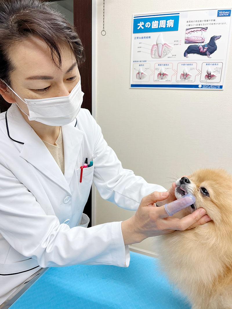 ヒロ・ヤマガタ VETERINARIAN HIROYAMAGATA ヒロ・ヤマガタ VETERINARIAN HIROYAMAGATA Hawaii Veterinary